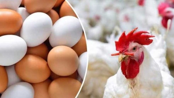 بعد التراجع الأخير | إغراء كبير في سعر الفراخ البيضاء حتى منتصف الأسبوع.. والبيض مفاجأة